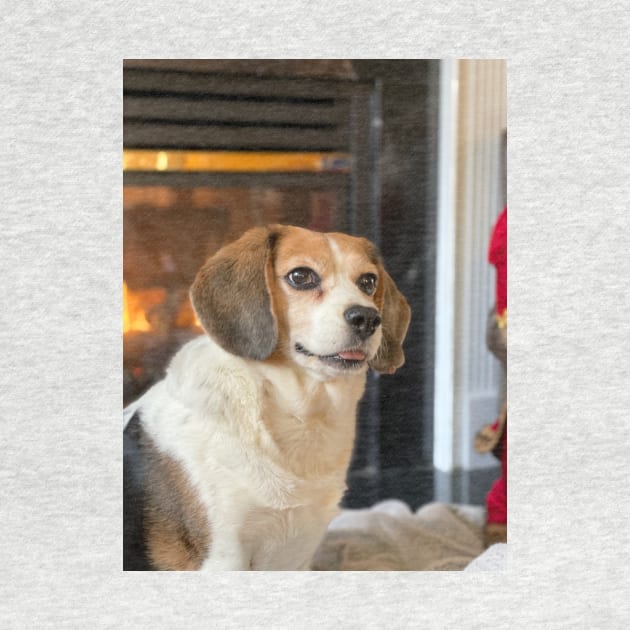 The Holiday Beagle by Layla's Surgery Fundraiser